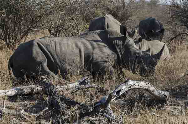 Rinoceronte Blanco - parque nacional Kruger - Sudáfrica 7.jpg